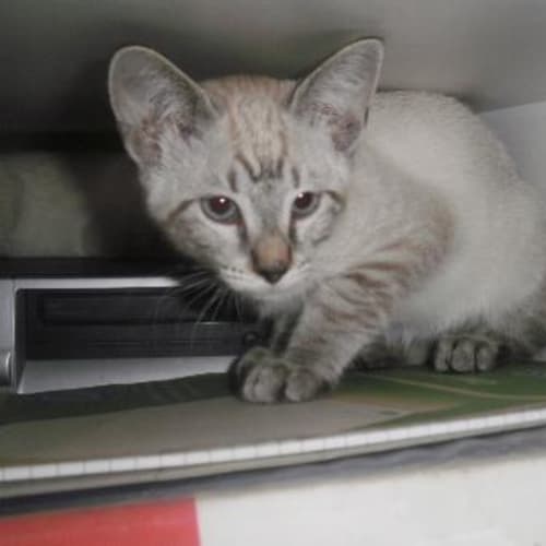 Male Tonkinese