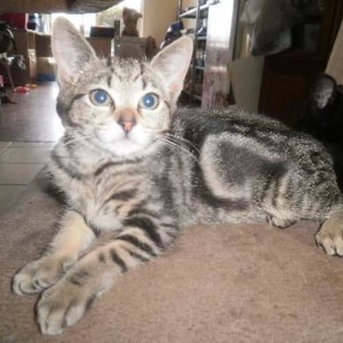 No photo for Tabby Female