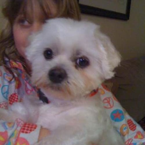 No photo for **Adoption Pending** Jacko
