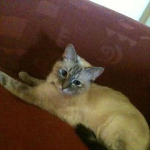 No photo for Kimba (C834) *Adopted*