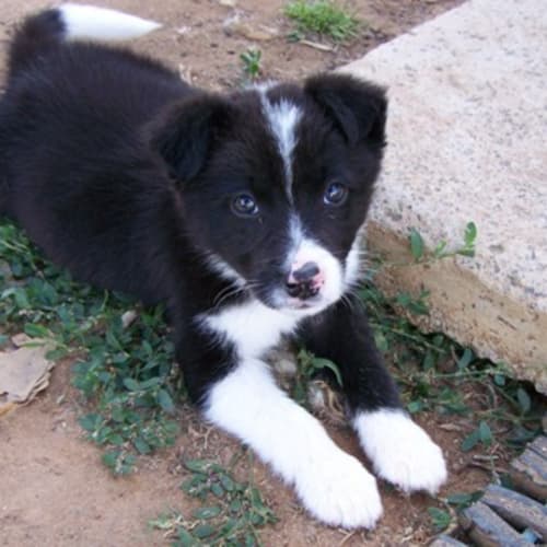 No photo for Adoption Pending Sophie