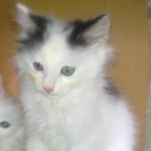 White & Black Male Kittens