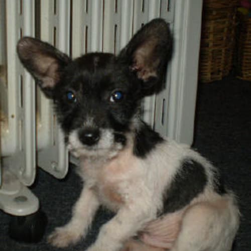 Wesley