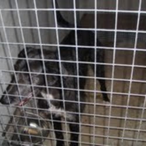 Impound: Shadow Needs Foster