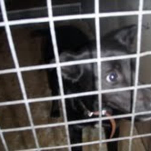 Impound:Gus Needs Foster