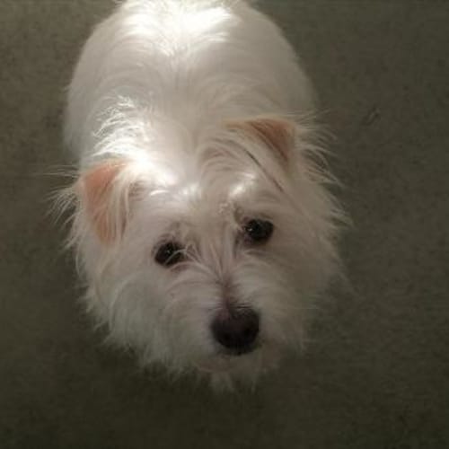 Missy "A7033"