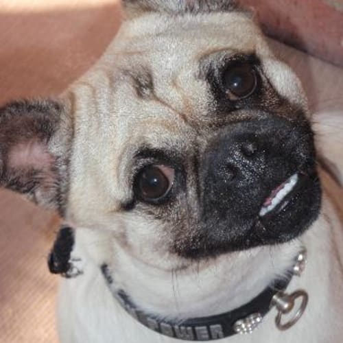 Puggles