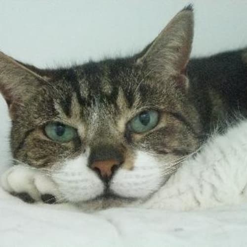 Pussycat "C5477"