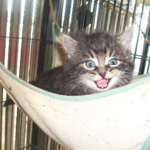 Simba