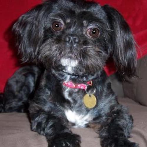 Lulu Is Trying A New Home!!