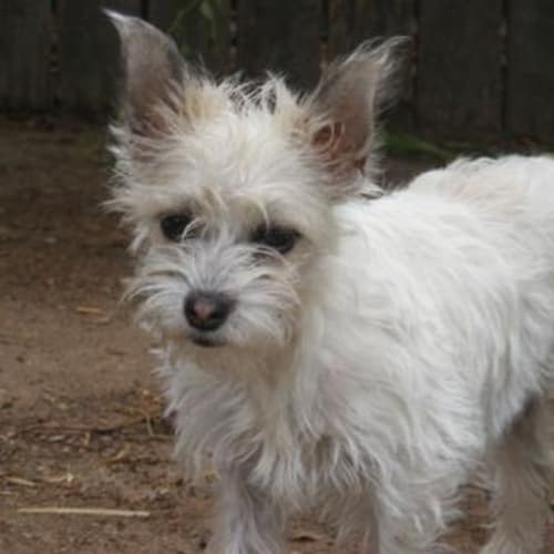 No photo for Zoe (Adoption Pending)
