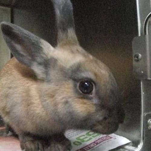 W2774 "Betty Mcbun-Buns"
