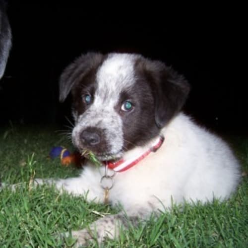 No photo for Magner (D1717) *Adopted*