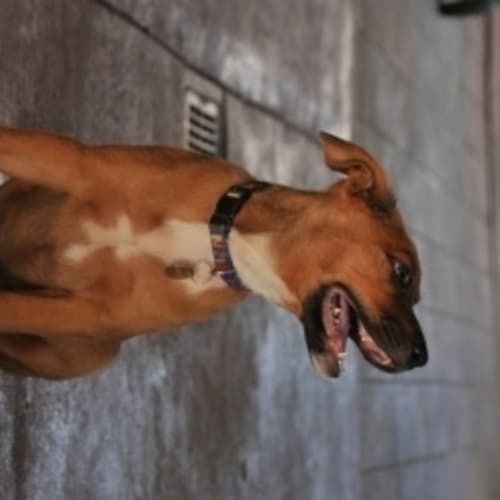 No photo for Ace (D1720) *Adoption Pending*