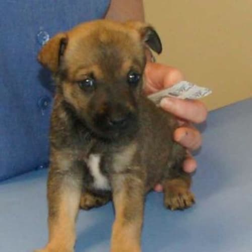 Brindle