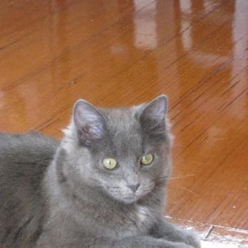 No photo for Gracie*On Trial In My New Home*