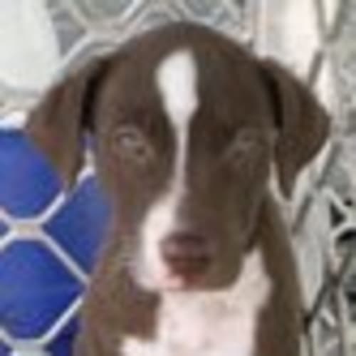 No photo for Choccie