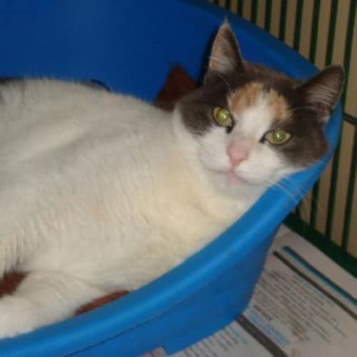 No photo for Josephine   Special Owner Needed!
