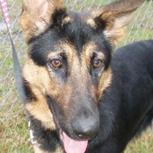 No photo for Keira On Hold Pending Adoption