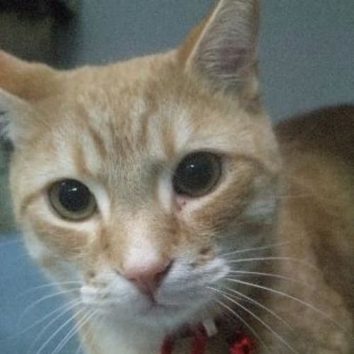 C08825 "Tigger"