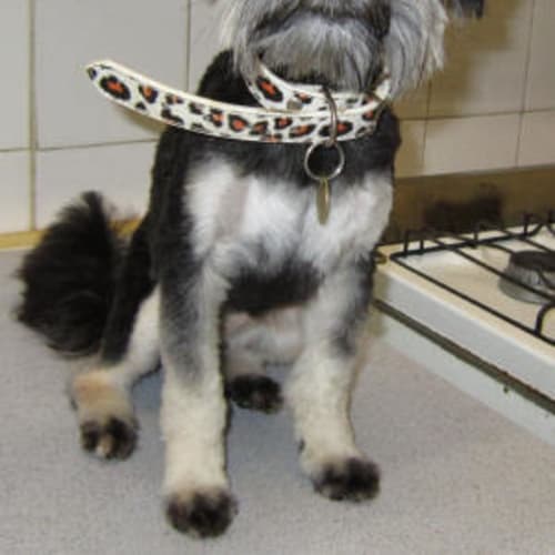 Sophia Is Trying A New Home !!