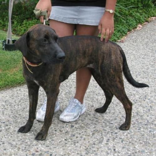 No photo for Chico
