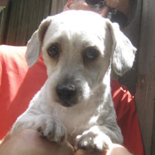 Wilfred