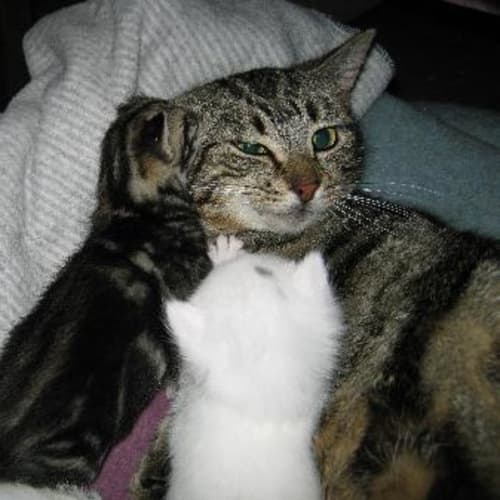 Natasha *Pending Adoption*