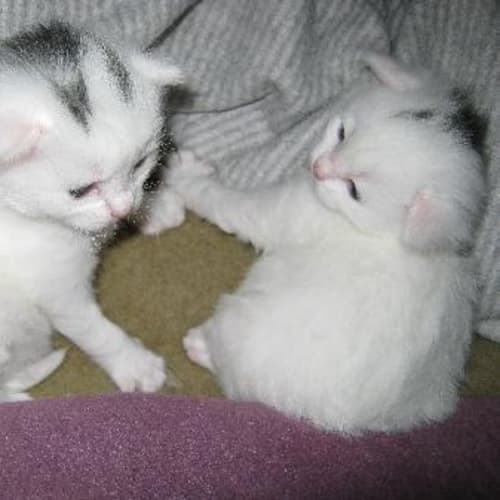 Nanushka *Pending Adoption*