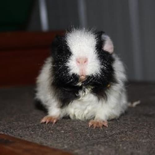 Baby Bear