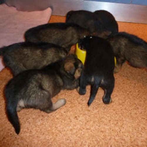 Harlowe, Bartley, Nelson and Mondo