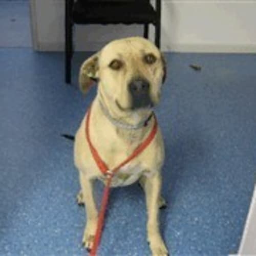 No photo for Pound Dog   Foster Carer Needed Asap
