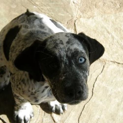 No photo for **Adoption Pending** Banjo