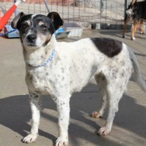 No photo for Poppy **Adoptiong Pending**