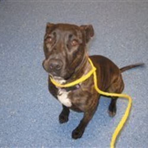Bonnie - Adoption Pending