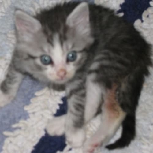 No photo for Gillicat 