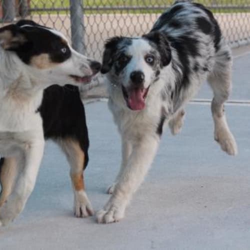 No photo for Sunny On Trial With His New Family