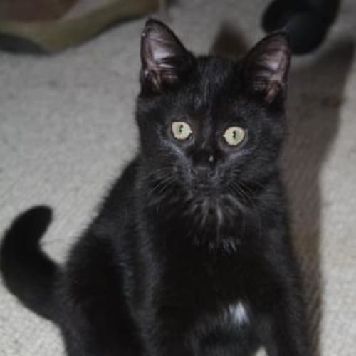 No photo for Ebony
