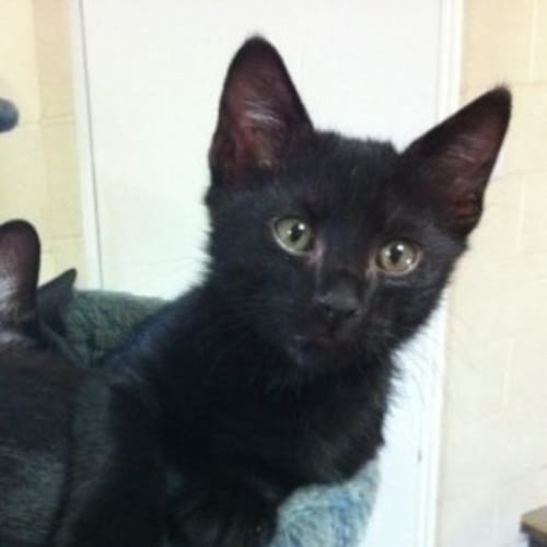 No photo for Diesel (C1514) *Adopted*