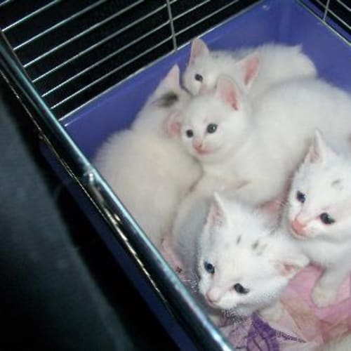 Kittens