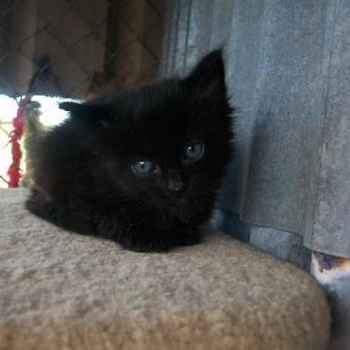 Sheba