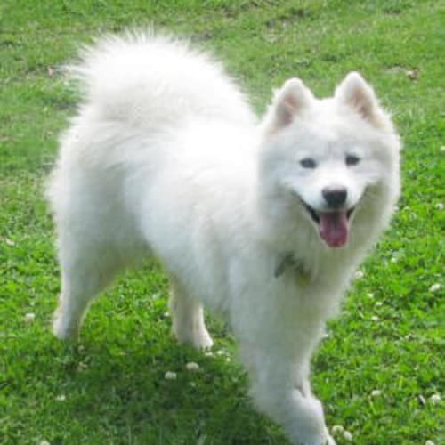 Willow
