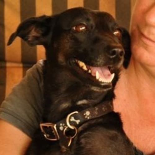 No photo for Ebony (D882)*Adopted*