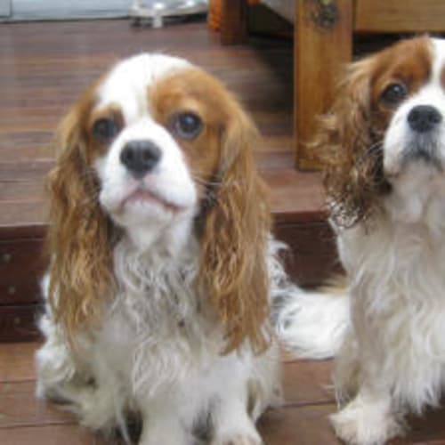 Bob and Blanche Are Trying A New Home !!
