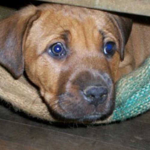 Lani "Adoption Pending"