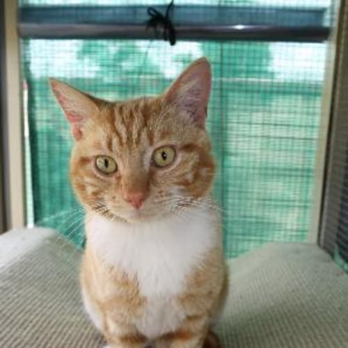 Meggsie
