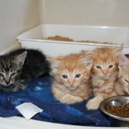 Rambo, Robin, Red, Ruby