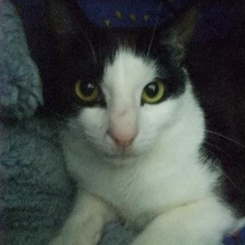 C08834 "Sylvester"