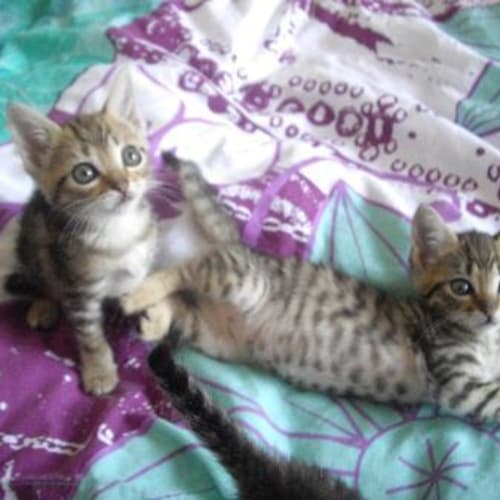 Litter of Tabby'S