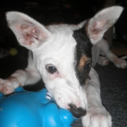 Chloe Is Trying A New Home!!